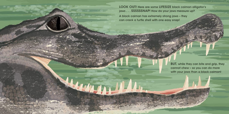 Lifesize Deadly Animals (Sophy Henn)-Children’s / Teenage general interest: Nature and animals-買書書 BuyBookBook