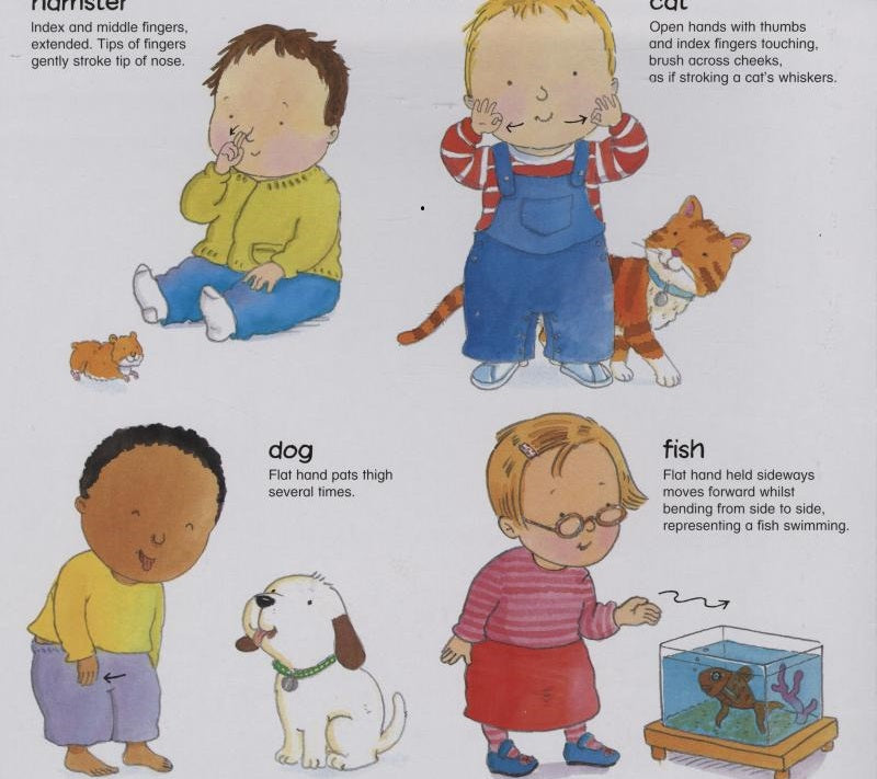 My First Animal Signs - Baby Signing (Anthony Lewis)-Children’s Early years / early learning concepts-買書書 BuyBookBook