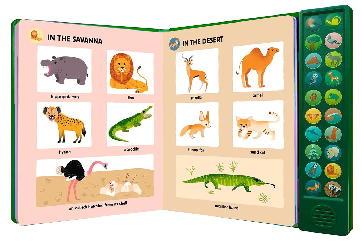 My Big Book of Nature Sounds-Children’s Early years / early learning concepts-買書書 BuyBookBook
