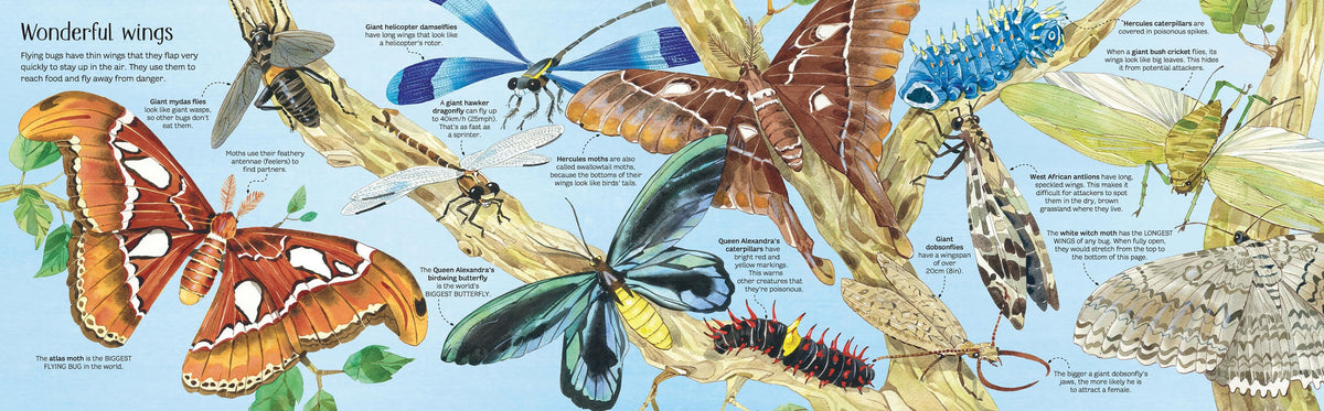 Big Book of Bugs interior 1 (ISBN 9781474928960) [onix-asset:1469ef89b9c3fc286647af4483d824b23880d057c28f06882f18fb42db3eafa9]