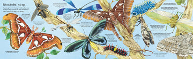 Big Book of Bugs interior 1 (ISBN 9781474928960) [onix-asset:1469ef89b9c3fc286647af4483d824b23880d057c28f06882f18fb42db3eafa9]