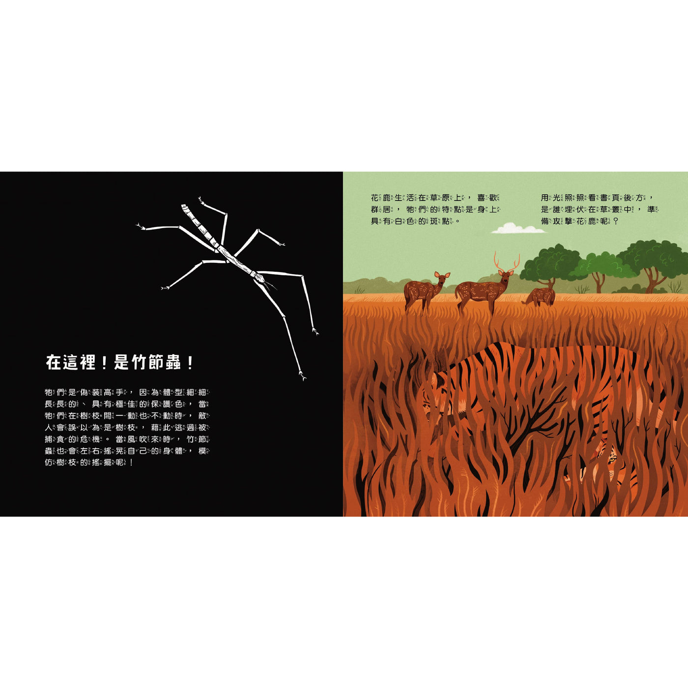登登登！透光Show-動物的偽裝術