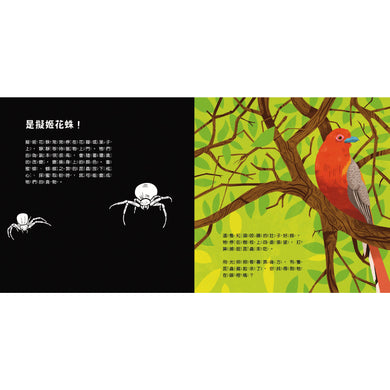 登登登！透光Show-動物的偽裝術