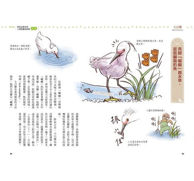 鳥類的機智都市生活 (一窺43種野鳥的逗趣百態)-非故事: 動物植物 Animal & Plant-買書書 BuyBookBook