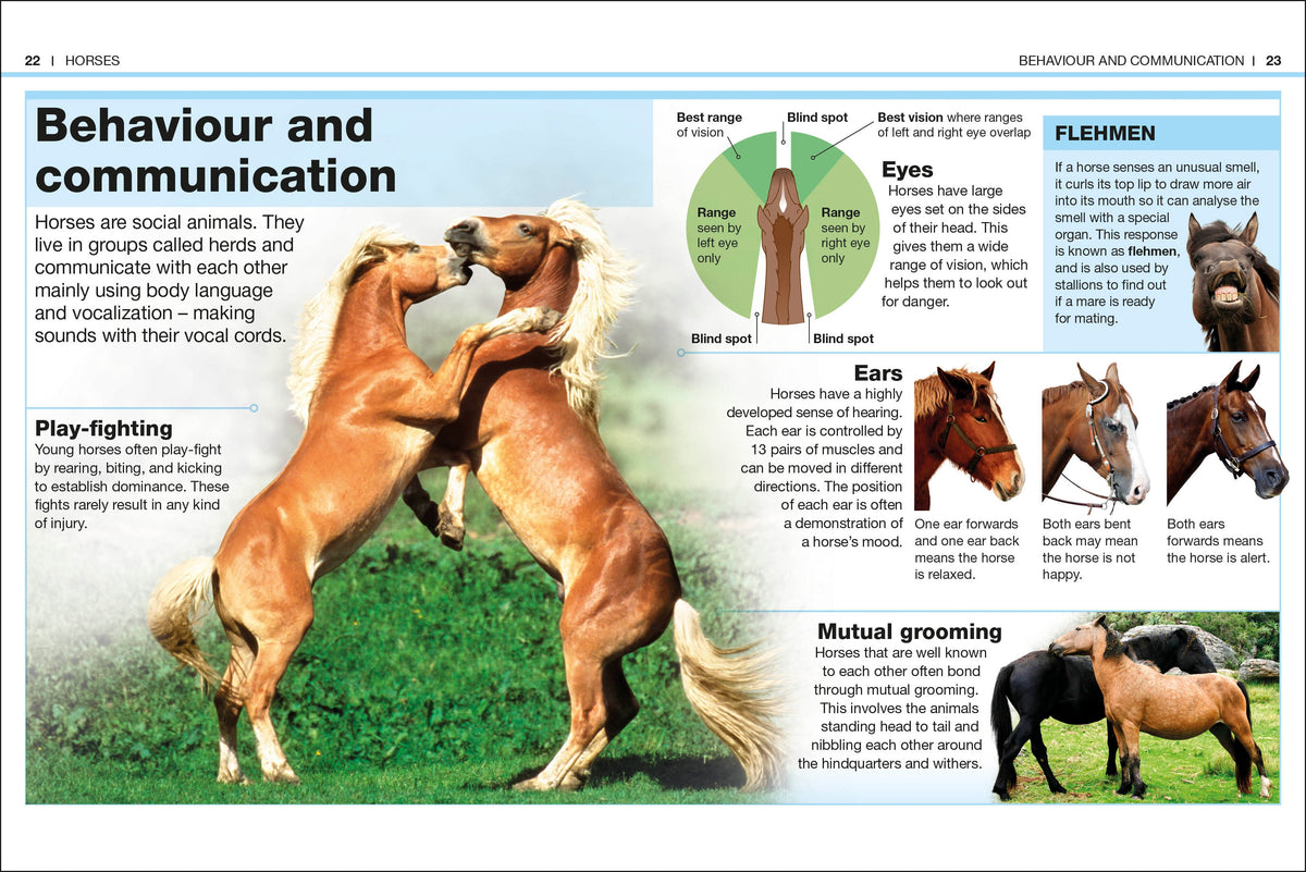 Pocket Eyewitness Horses interior 1 (ISBN 9780241343661) [onix-asset:e203e157786ae89e927bc573ad8c303bfa5678e5ea7633fbd7f89b73a326e32d]
