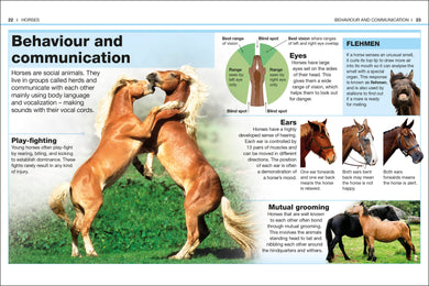 Pocket Eyewitness Horses interior 1 (ISBN 9780241343661) [onix-asset:e203e157786ae89e927bc573ad8c303bfa5678e5ea7633fbd7f89b73a326e32d]