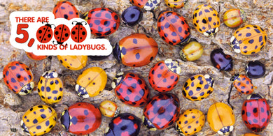 Weird But True! Bugs interior 1 (ISBN 9798217225880) [onix-asset:9949ee9d713231cc71df0a4852fa6b04202f4c792ec5ca9ed7096d2e083883b2]