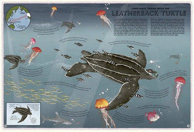 Atlas of Ocean Adventures: A Collection of Natural Wonders, Marine Marvels and Undersea Antics from Across the Globe-Nonfiction: 動物植物 Animal & Plant-買書書 BuyBookBook