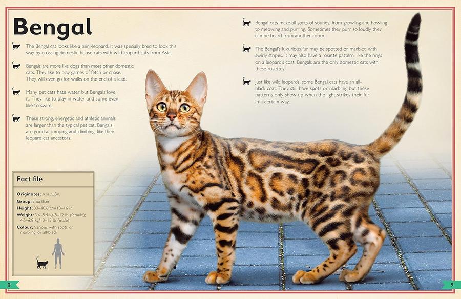 The Magnificent Book of Cats (Barbara Taylor)-Children’s / Teenage general interest: Nature and animals-買書書 BuyBookBook