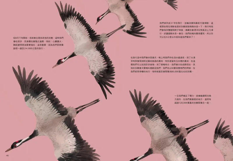 跟著動物去旅行〔動物繪本圖鑑3〕-Children’s / Teenage general interest: Nature and animals-買書書 BuyBookBook