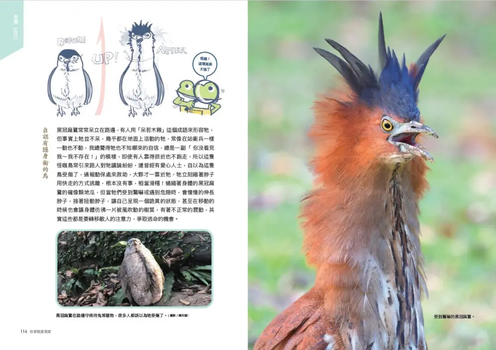 怪咖動物偵探 1：你家就是我家【首刷附贈怪咖動物明信片2款】-Children’s / Teenage general interest: Nature and animals-買書書 BuyBookBook