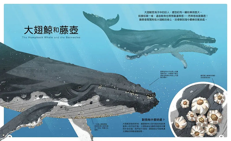 動物小夥伴：59 組你想不到的最佳拍檔，歡迎來到動植物共生的奇妙世界