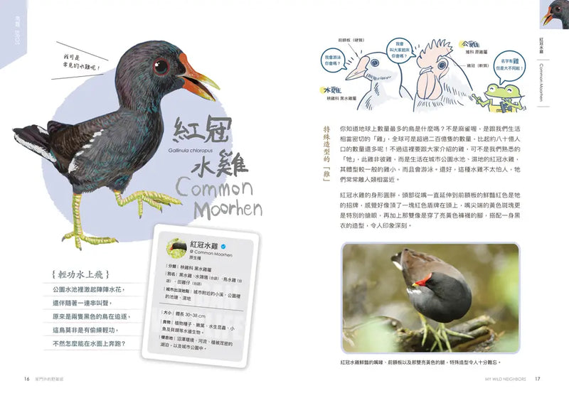 怪咖動物偵探2：家門外的野鄰居-Children’s / Teenage general interest: Nature and animals-買書書 BuyBookBook