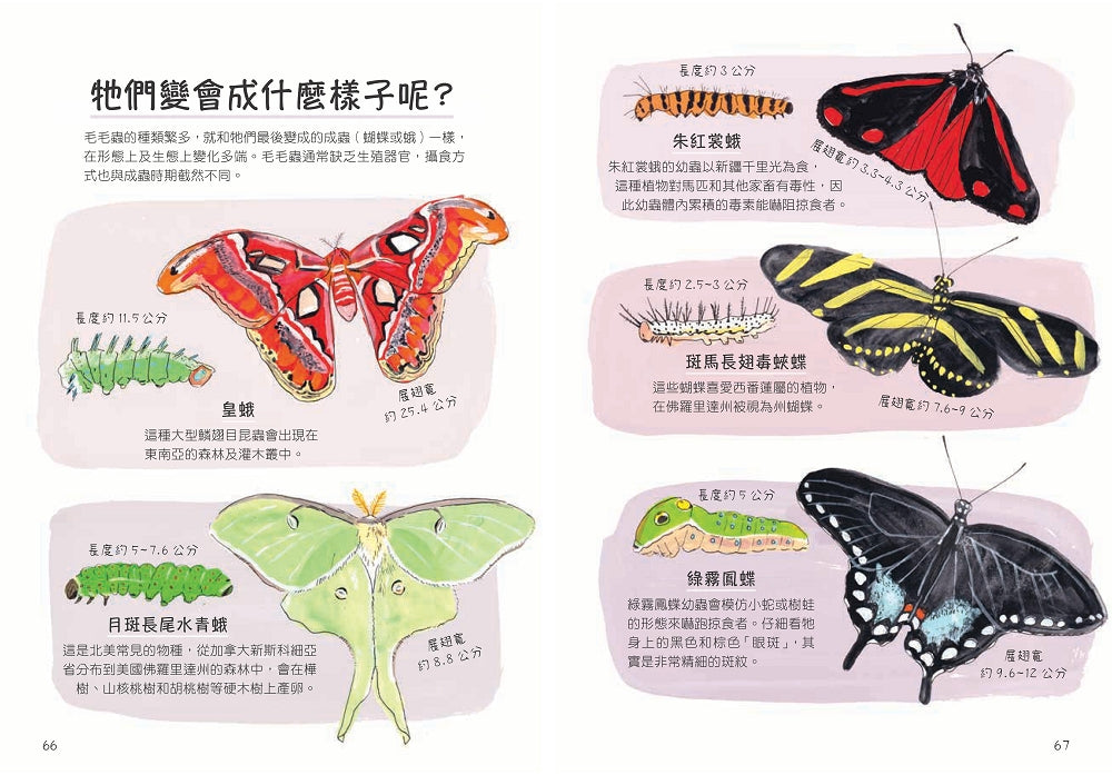 昆蟲解剖書：超過500幅手繪插圖，帶你探索最漂亮、最奇怪、最有趣的蟲蟲世界【限量贈送：作者手繪昆蟲透卡】 平裝書 Paperback