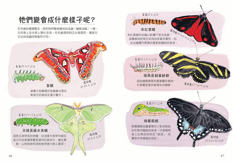 昆蟲解剖書：超過500幅手繪插圖，帶你探索最漂亮、最奇怪、最有趣的蟲蟲世界【限量贈送：作者手繪昆蟲透卡】 平裝書 Paperback