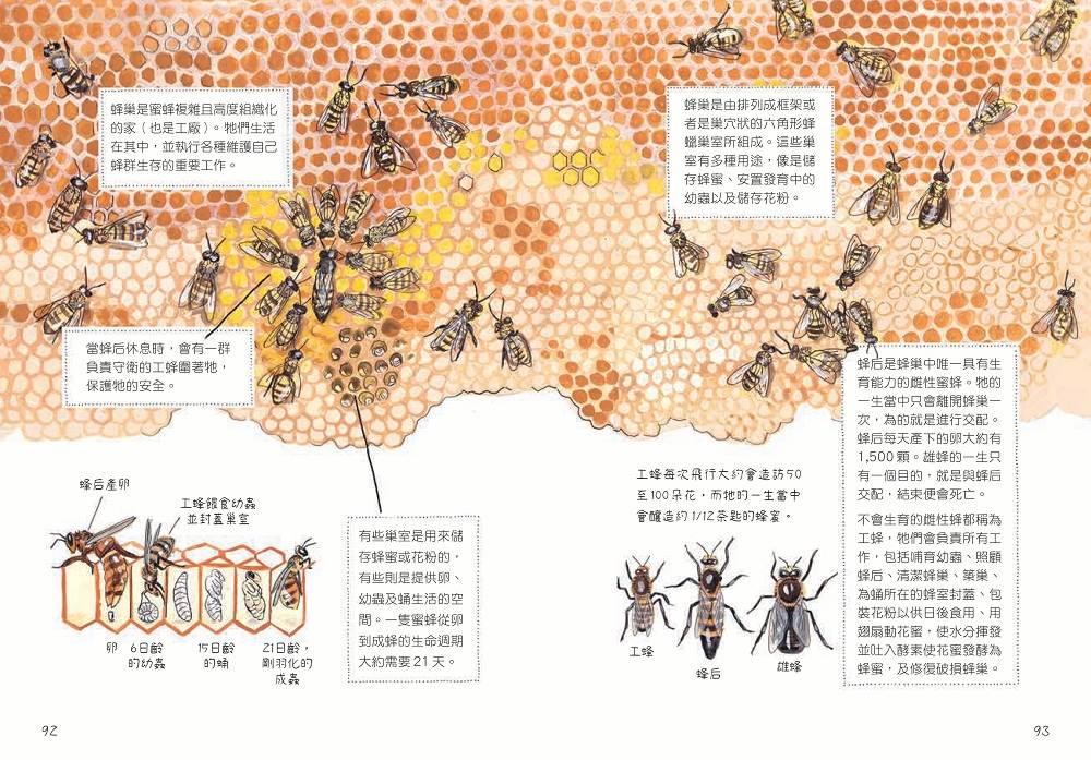 昆蟲解剖書：超過500幅手繪插圖，帶你探索最漂亮、最奇怪、最有趣的蟲蟲世界【限量贈送：作者手繪昆蟲透卡】 平裝書 Paperback