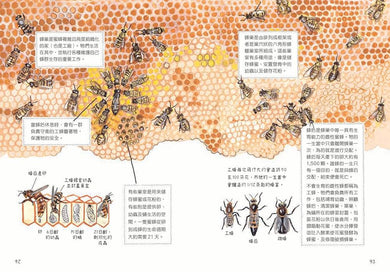 昆蟲解剖書：超過500幅手繪插圖，帶你探索最漂亮、最奇怪、最有趣的蟲蟲世界【限量贈送：作者手繪昆蟲透卡】 平裝書 Paperback