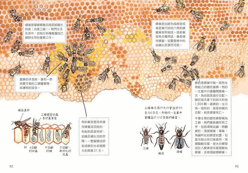 昆蟲解剖書：超過500幅手繪插圖，帶你探索最漂亮、最奇怪、最有趣的蟲蟲世界【限量贈送：作者手繪昆蟲透卡】 平裝書 Paperback
