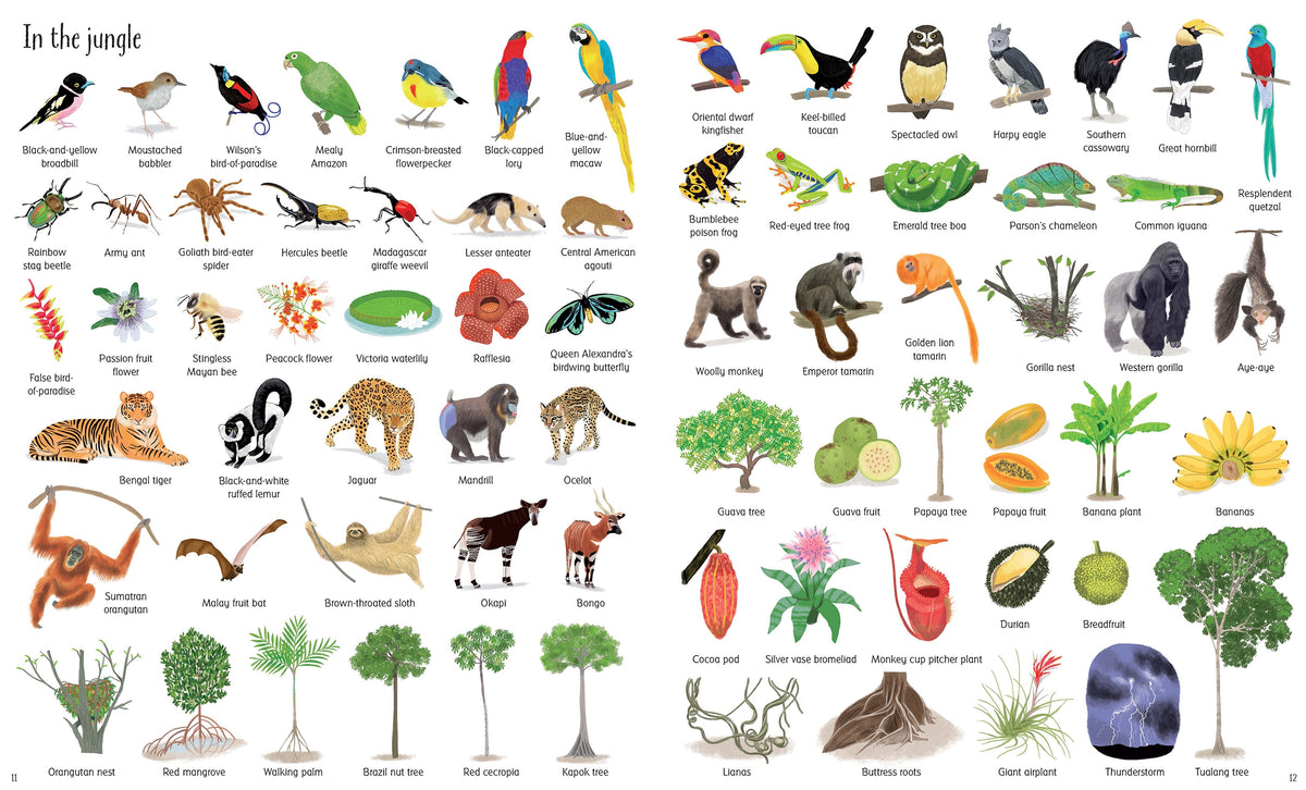 1000 Things in Nature interior 1 (ISBN 9781474922128) [onix-asset:a389915d04eb03d54a3d1ed2c5b24ad92a0a83472ccfc827db98bba098a93c9d]
