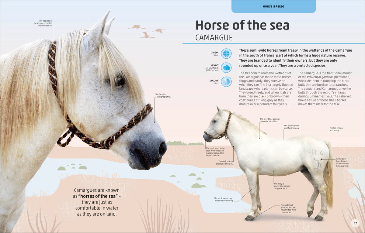 Horses & Ponies interior 5 (ISBN 9780241446638) [onix-asset:d767202e0dc4796dc5a9884601f1b21e183b6252f6b247857d07120498db6a8a]