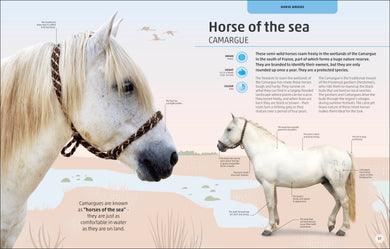 Horses & Ponies interior 5 (ISBN 9780241446638) [onix-asset:d767202e0dc4796dc5a9884601f1b21e183b6252f6b247857d07120498db6a8a]