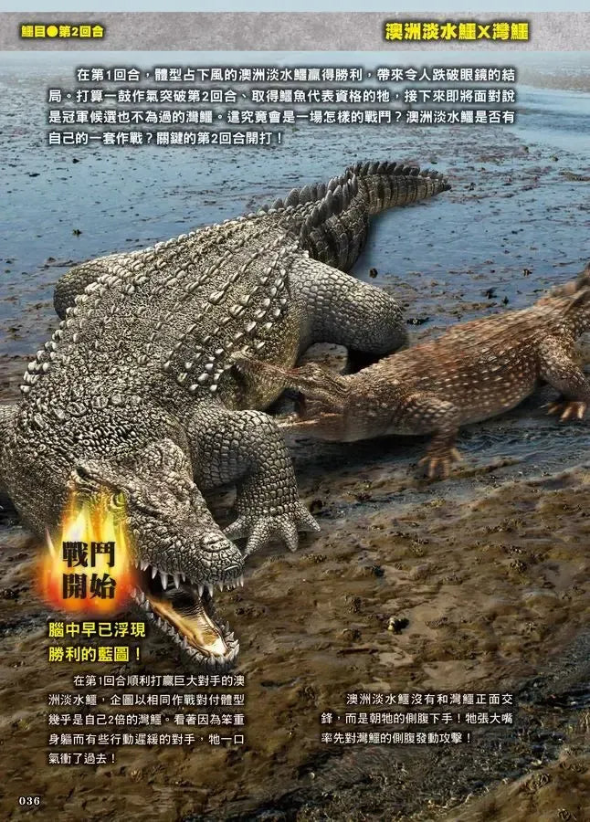最強戰鬥6 危險爬蟲類 最強王者大戰圖鑑 (白輪剛史)-Children’s / Teenage general interest: Nature and animals-買書書 BuyBookBook