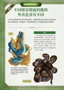 最強戰鬥7 龍族大戰圖鑑 (村上健司)-Children’s / Teenage fiction: Fantasy-買書書 BuyBookBook