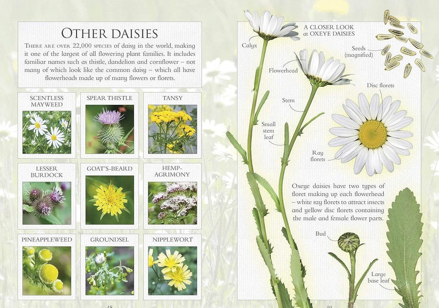 The Little Book Of Wild Flowers (Andrea Pinnington)