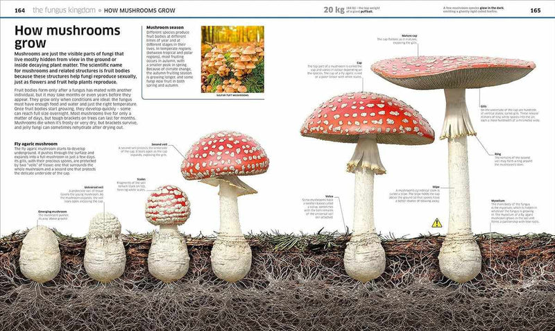 Knowledge Encyclopedia Plants and Fungi-Children’s / Teenage general interest: Plants and trees-買書書 BuyBookBook
