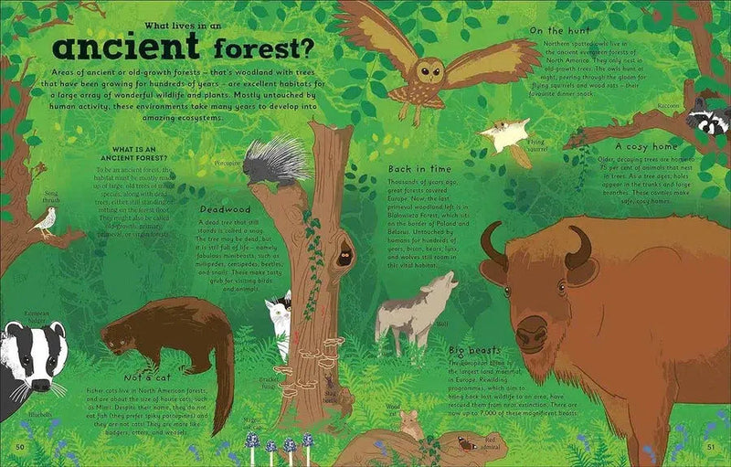 The Magic of Forests-Children’s / Teenage general interest: Nature and animals-買書書 BuyBookBook