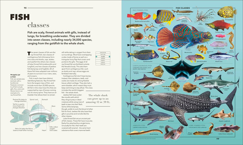 Knowledge A Visual Compendium