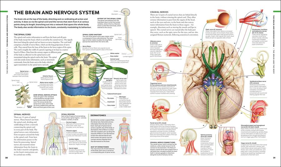 The Human Brain Book
