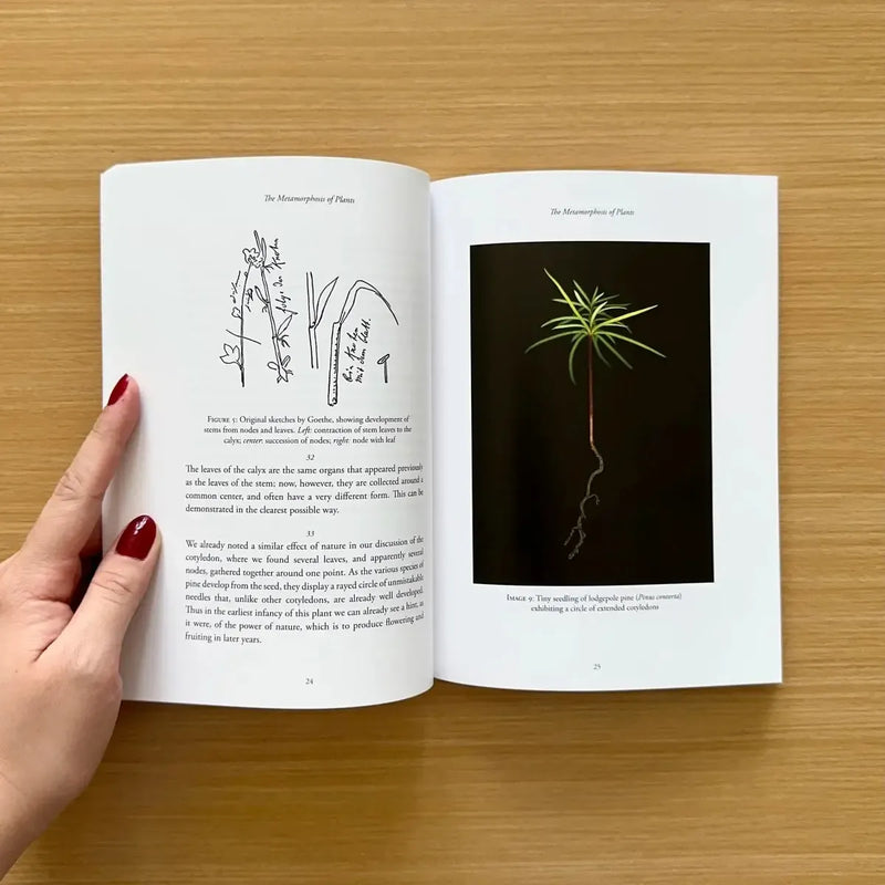 The Metamorphosis of Plants US - Paperback / softback