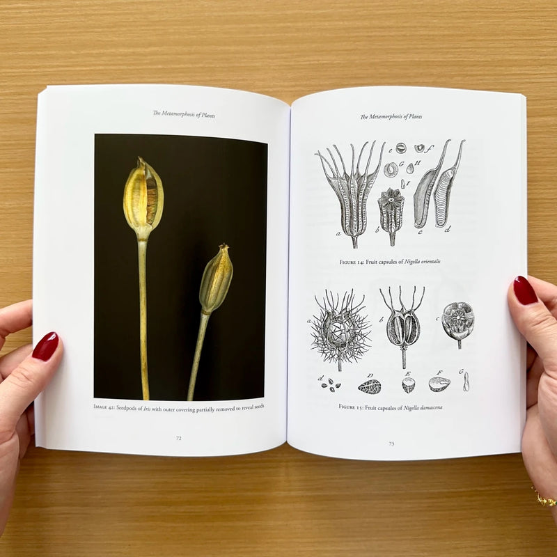 The Metamorphosis of Plants US - Paperback / softback