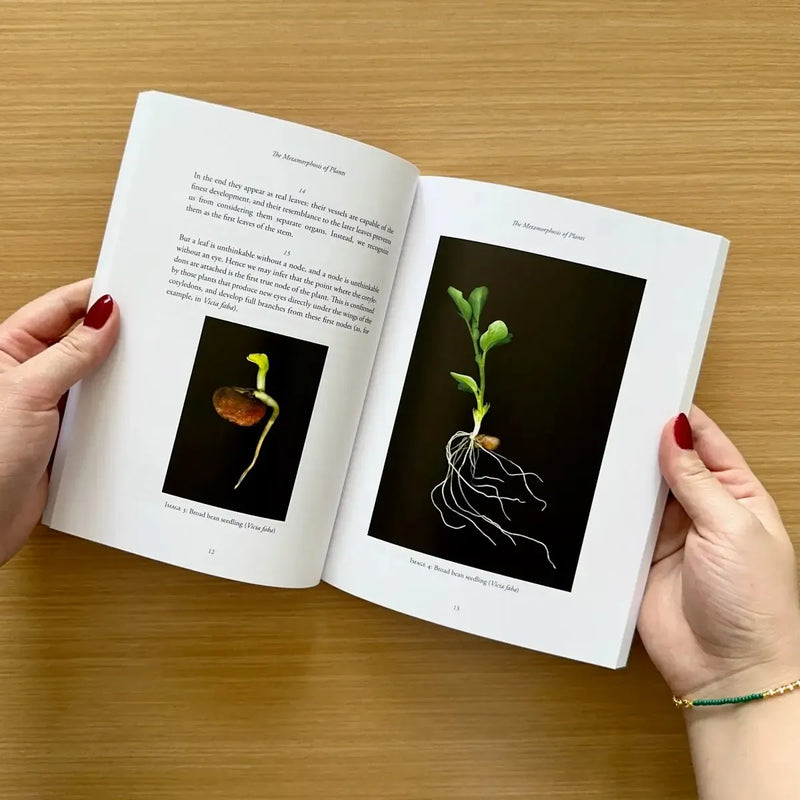 The Metamorphosis of Plants US - Paperback / softback