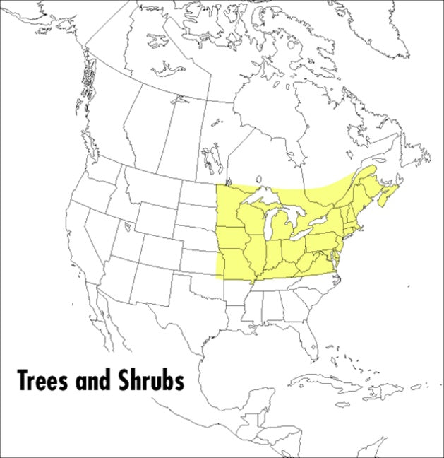 A Peterson Field Guide To Trees And Shrubs-Society/ culture/ social sciences-買書書 BuyBookBook