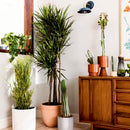 House Planted US - Hardback