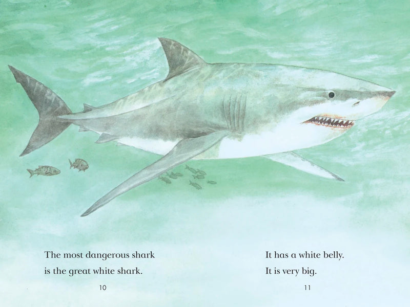 Sharks! US - Paperback / softback