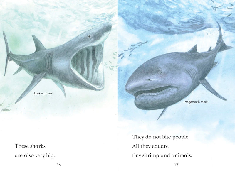 Sharks! US - Paperback / softback