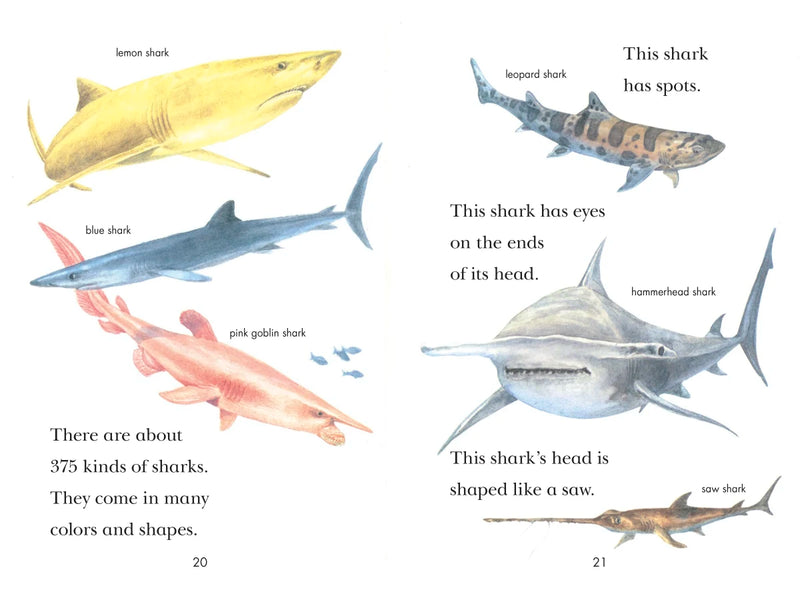 Sharks! US - Paperback / softback