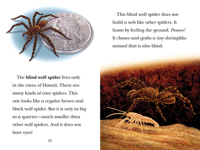 Black Out!: Animals That Live in the Dark US - Paperback / softback