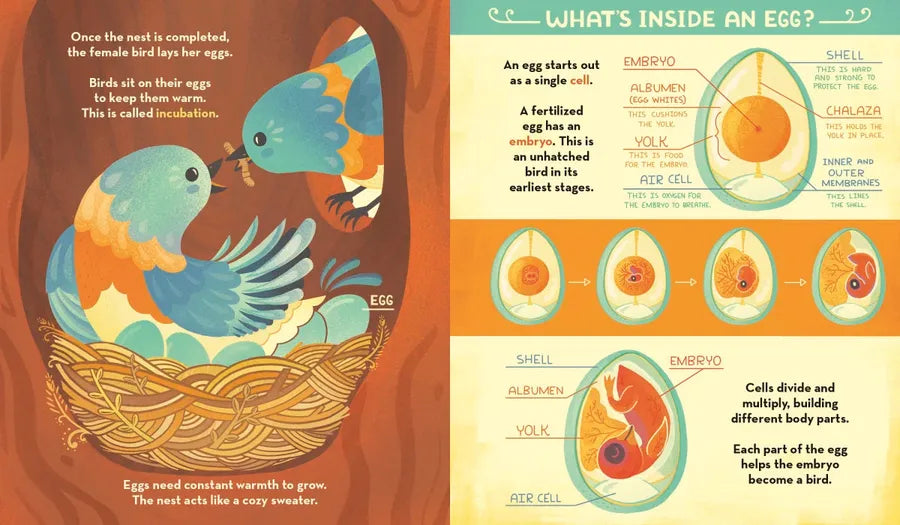 What's Inside A Bird's Nest? US - Hardback (9780593176528)