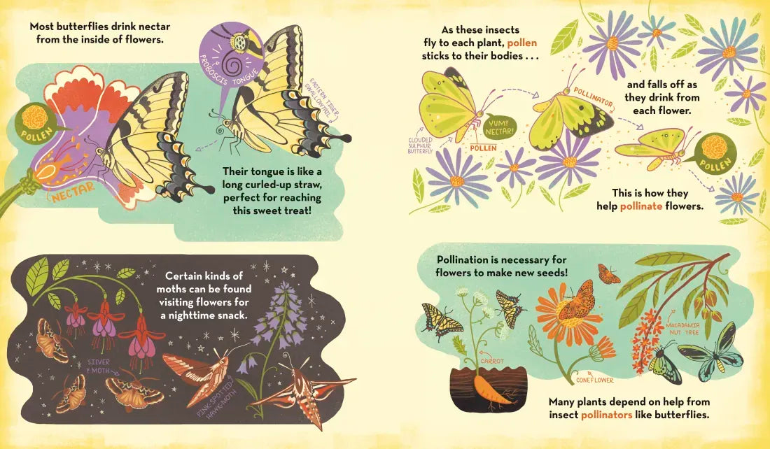 What's Inside a Caterpillar Cocoon? US - Paperback / softback