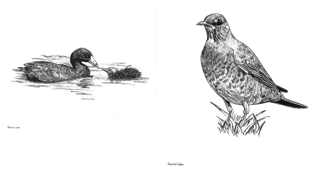 Slow Birding US - Hardback