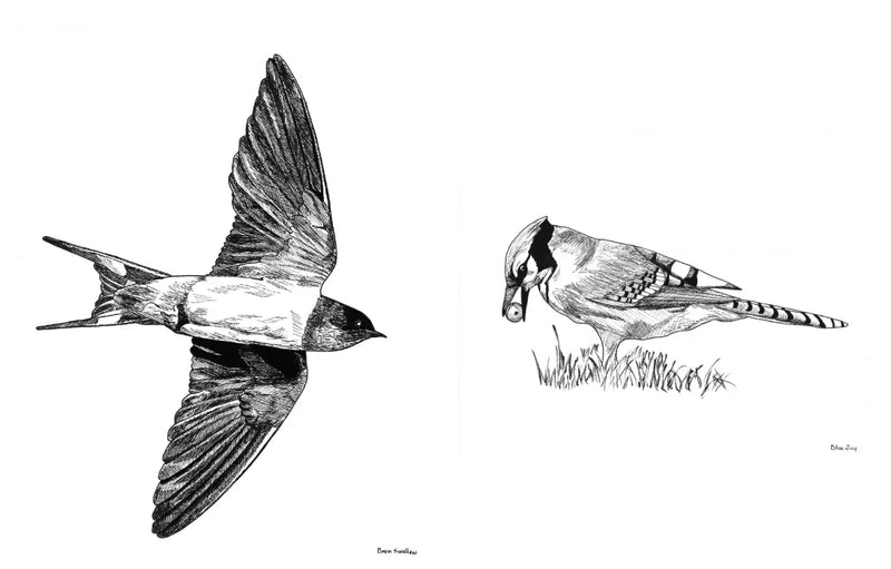 Slow Birding US - Hardback