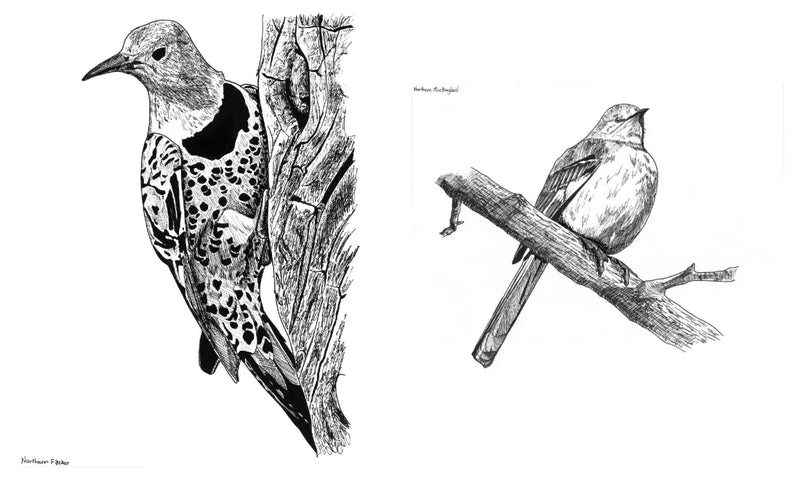 Slow Birding US - Hardback