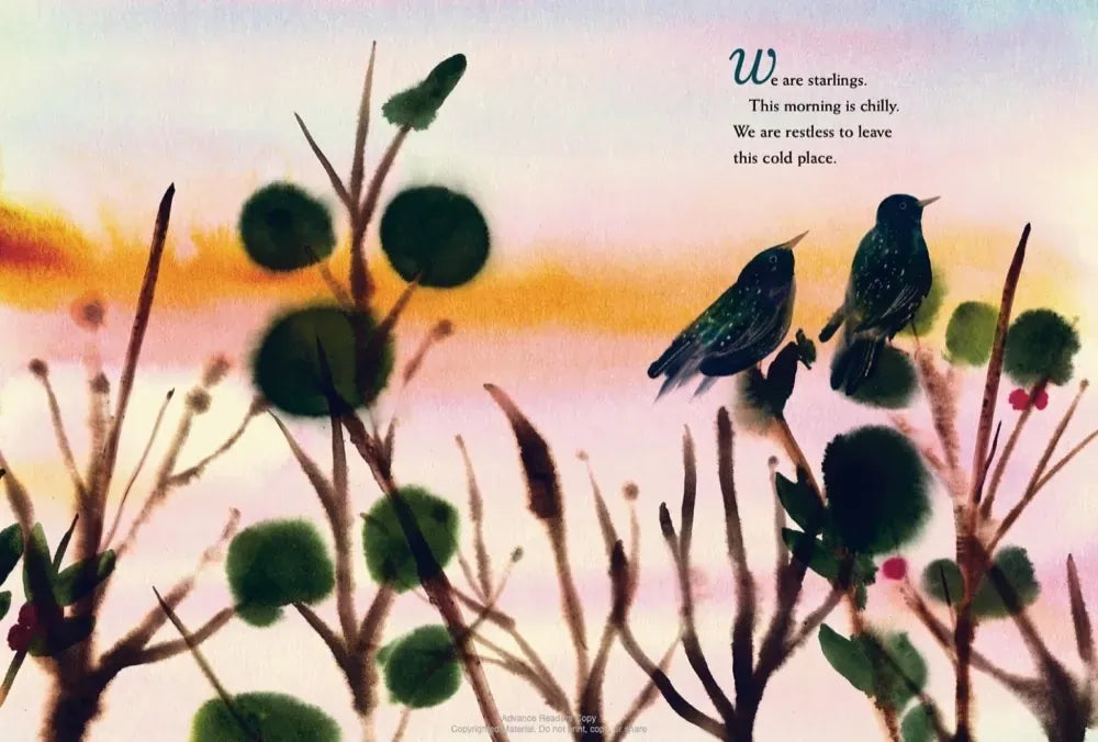 We Are Starlings US - Hardback (9780593381632)