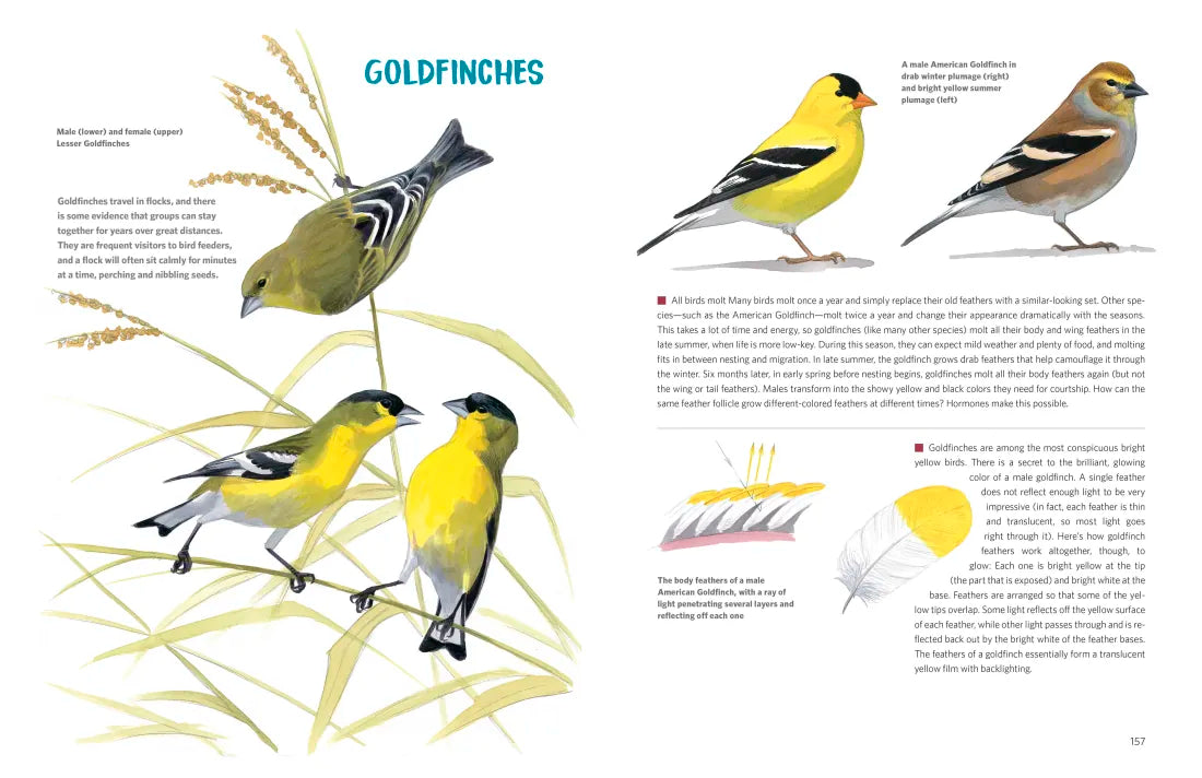 What It's Like to Be a Bird (Adapted for Young Readers) US - Hardback (9780593430187)