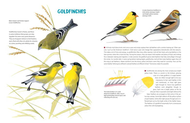 What It's Like to Be a Bird (Adapted for Young Readers) US - Hardback (9780593430187)