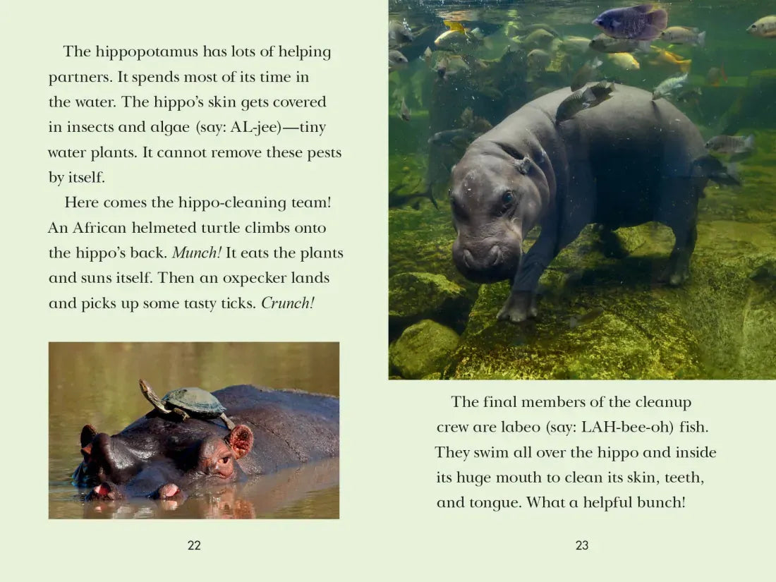 Animal Allies US - Paperback / softback